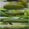 pont edusa larva2 volg